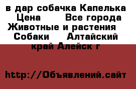 в дар собачка Капелька › Цена ­ 1 - Все города Животные и растения » Собаки   . Алтайский край,Алейск г.